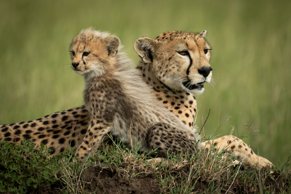 a cheetah cub looks like a honey badger next to its mom